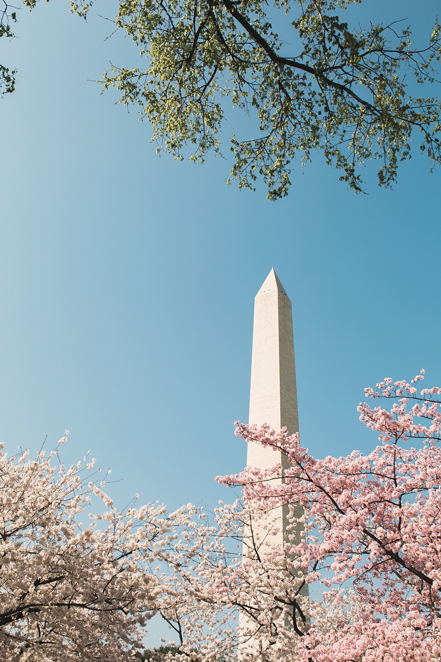 DC Cherry Blossom Engagement || Victoria Selman Photographer
