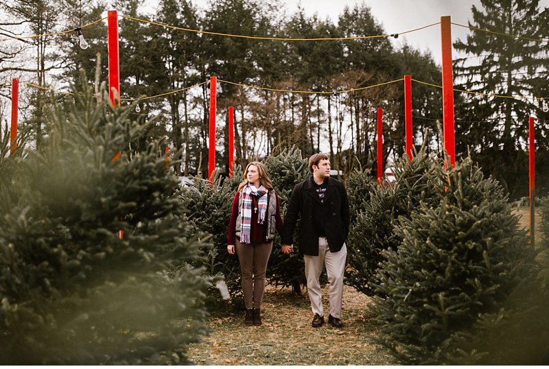 gallery of christmas tree farm victoria christmas tree gallery of christmas tree farm victoria christmas tree
